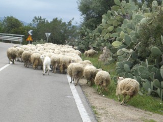 Schafe auf der Strae ... berholen verboten !!!